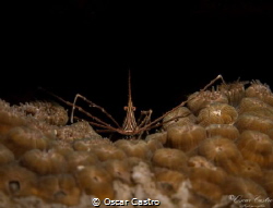 Arrow shrimp, Veracruz Mexico by Oscar Castro 